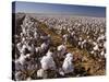 Cotton Plant, Lubbock, Panhandle, Texas-Rolf Nussbaumer-Stretched Canvas