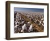 Cotton Plant, Lubbock, Panhandle, Texas-Rolf Nussbaumer-Framed Photographic Print