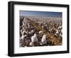 Cotton Plant, Lubbock, Panhandle, Texas-Rolf Nussbaumer-Framed Photographic Print