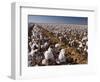 Cotton Plant, Lubbock, Panhandle, Texas-Rolf Nussbaumer-Framed Photographic Print