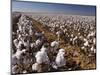 Cotton Plant, Lubbock, Panhandle, Texas-Rolf Nussbaumer-Mounted Photographic Print