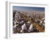 Cotton Plant, Lubbock, Panhandle, Texas-Rolf Nussbaumer-Framed Photographic Print