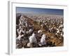 Cotton Plant, Lubbock, Panhandle, Texas-Rolf Nussbaumer-Framed Photographic Print