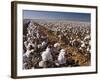 Cotton Plant, Lubbock, Panhandle, Texas-Rolf Nussbaumer-Framed Photographic Print