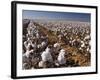 Cotton Plant, Lubbock, Panhandle, Texas-Rolf Nussbaumer-Framed Photographic Print