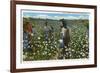 Cotton Plantation-null-Framed Art Print