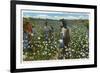 Cotton Plantation-null-Framed Art Print