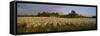 Cotton Plants in a Field, North Carolina, USA-null-Framed Stretched Canvas