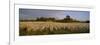 Cotton Plants in a Field, North Carolina, USA-null-Framed Photographic Print