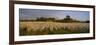 Cotton Plants in a Field, North Carolina, USA-null-Framed Photographic Print