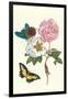 Cotton Rose Mallow with a Queen Swallowtail-Maria Sibylla Merian-Framed Art Print