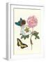 Cotton Rose Mallow with a Queen Swallowtail-Maria Sibylla Merian-Framed Art Print