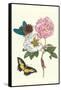 Cotton Rose Mallow with a Queen Swallowtail-Maria Sibylla Merian-Framed Stretched Canvas