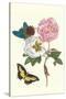 Cotton Rose Mallow with a Queen Swallowtail-Maria Sibylla Merian-Stretched Canvas