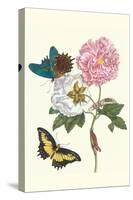 Cotton Rose Mallow with a Queen Swallowtail-Maria Sibylla Merian-Stretched Canvas