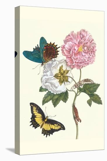 Cotton Rose Mallow with a Queen Swallowtail-Maria Sibylla Merian-Stretched Canvas