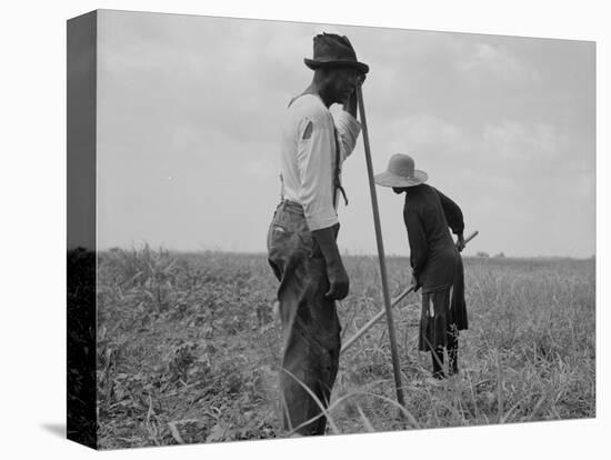 Cotton sharecroppers Georgia, 1937-Dorothea Lange-Stretched Canvas