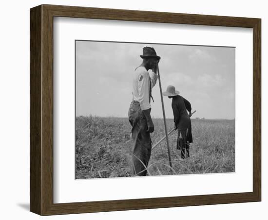 Cotton sharecroppers Georgia, 1937-Dorothea Lange-Framed Photographic Print