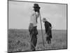 Cotton sharecroppers Georgia, 1937-Dorothea Lange-Mounted Photographic Print