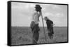 Cotton Sharecroppers-Dorothea Lange-Framed Stretched Canvas