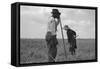 Cotton Sharecroppers-Dorothea Lange-Framed Stretched Canvas