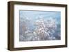 Cotton Softly Over Water-null-Framed Photographic Print