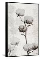 Cotton Stem 1-Denise Brown-Framed Stretched Canvas