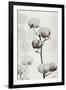 Cotton Stem 1-Denise Brown-Framed Art Print