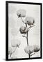 Cotton Stem 1-Denise Brown-Framed Art Print