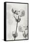 Cotton Stem 2-Denise Brown-Framed Stretched Canvas