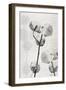 Cotton Stem 2-Denise Brown-Framed Art Print