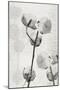 Cotton Stem 2-Denise Brown-Mounted Art Print