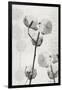 Cotton Stem 2-Denise Brown-Framed Art Print