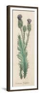 Cotton Thistle-null-Framed Premium Giclee Print