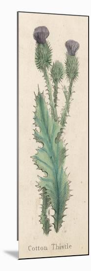 Cotton Thistle-null-Mounted Premium Giclee Print