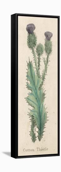 Cotton Thistle-null-Framed Stretched Canvas