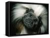 Cotton-Top Tamarin, Colombia-Kevin Schafer-Framed Stretched Canvas