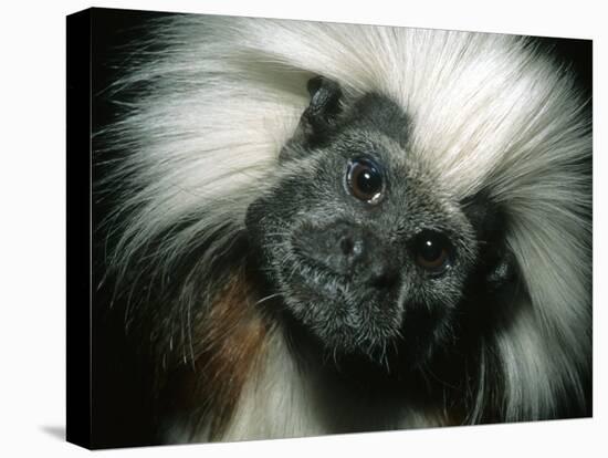 Cotton-Top Tamarin, Colombia-Kevin Schafer-Stretched Canvas