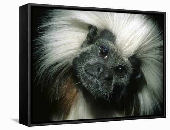 Cotton-Top Tamarin, Colombia-Kevin Schafer-Framed Stretched Canvas