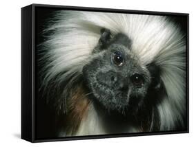Cotton-Top Tamarin, Colombia-Kevin Schafer-Framed Stretched Canvas