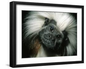 Cotton-Top Tamarin, Colombia-Kevin Schafer-Framed Photographic Print