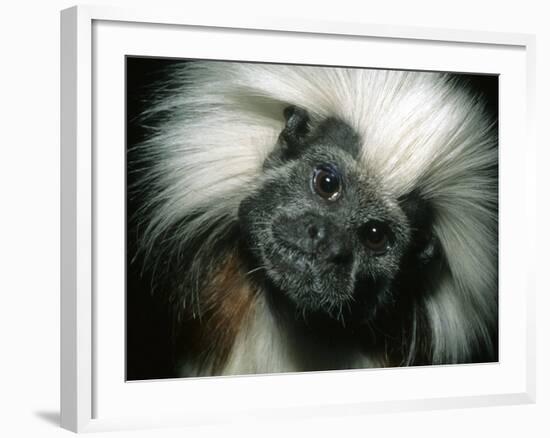 Cotton-Top Tamarin, Colombia-Kevin Schafer-Framed Photographic Print