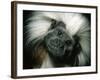 Cotton-Top Tamarin, Colombia-Kevin Schafer-Framed Photographic Print