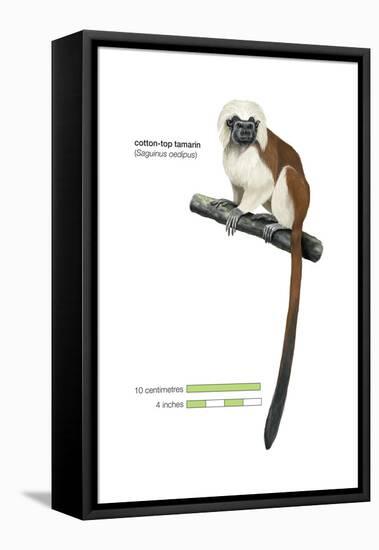 Cotton-Top Tamarin (Saguinus Oedipus), Monkey, Mammals-Encyclopaedia Britannica-Framed Stretched Canvas