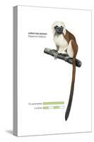 Cotton-Top Tamarin (Saguinus Oedipus), Monkey, Mammals-Encyclopaedia Britannica-Stretched Canvas