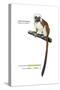 Cotton-Top Tamarin (Saguinus Oedipus), Monkey, Mammals-Encyclopaedia Britannica-Stretched Canvas