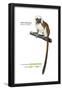 Cotton-Top Tamarin (Saguinus Oedipus), Monkey, Mammals-Encyclopaedia Britannica-Framed Poster