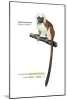 Cotton-Top Tamarin (Saguinus Oedipus), Monkey, Mammals-Encyclopaedia Britannica-Mounted Poster