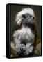 Cotton-Top Tamarin (Sanginus Oedipus Oedipus)-Scott T. Smith-Framed Stretched Canvas