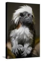 Cotton-Top Tamarin (Sanginus Oedipus Oedipus)-Scott T. Smith-Stretched Canvas